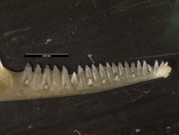 Media type: image;   Herpetology R-152459